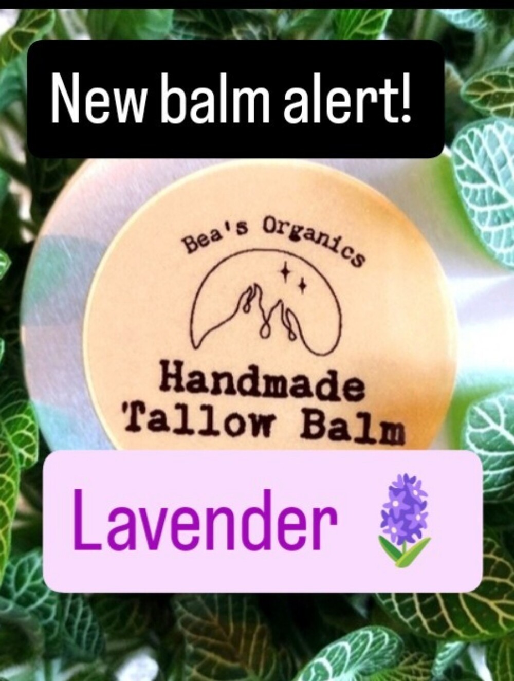 New!!!! Lavender 🪻 Tallow Balm | Organic Grass-Fed Tallow Moisturizer